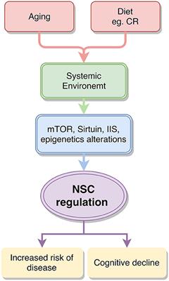 Emerging Molecular Pathways Governing Dietary Regulation of Neural Stem Cells during Aging